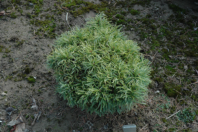 森のウインターツリー　コットン　ほっこり　ふわふわ　ナチュラル　40㎝ Green Twist White Pine: Dwarf Conifer for Small Spaces