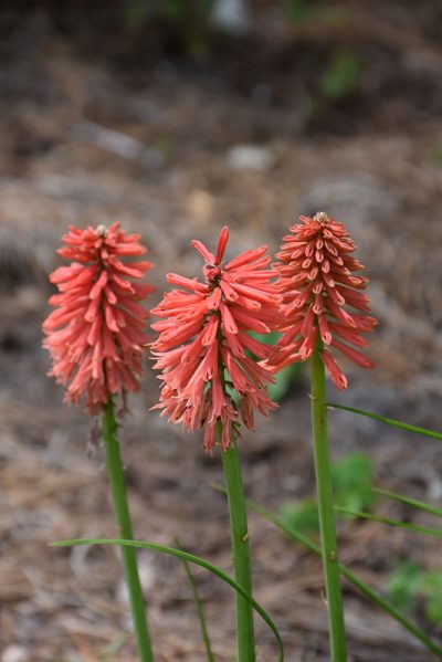 Prairie Blazing Star: Bold, Beautiful Native 4 ft