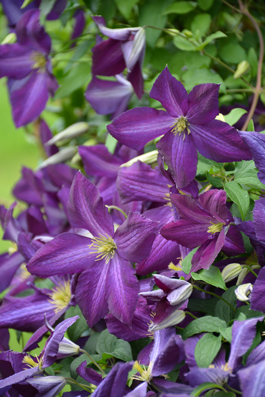 Happy Jack Purple Clematis | Zone 4 Vine | Wasco