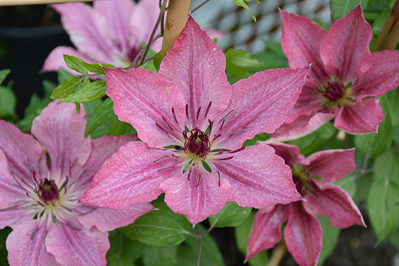 Sarah Elizabeth Clematis: Compact Pink Vine | Wasco