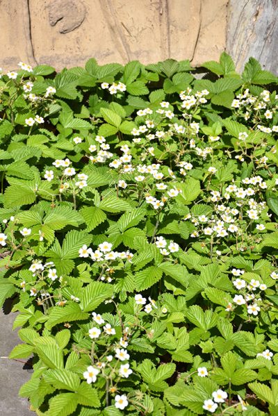 マユ　 Wild Strawberry White4枚27 wild-strawberry-ngn-flower-1-