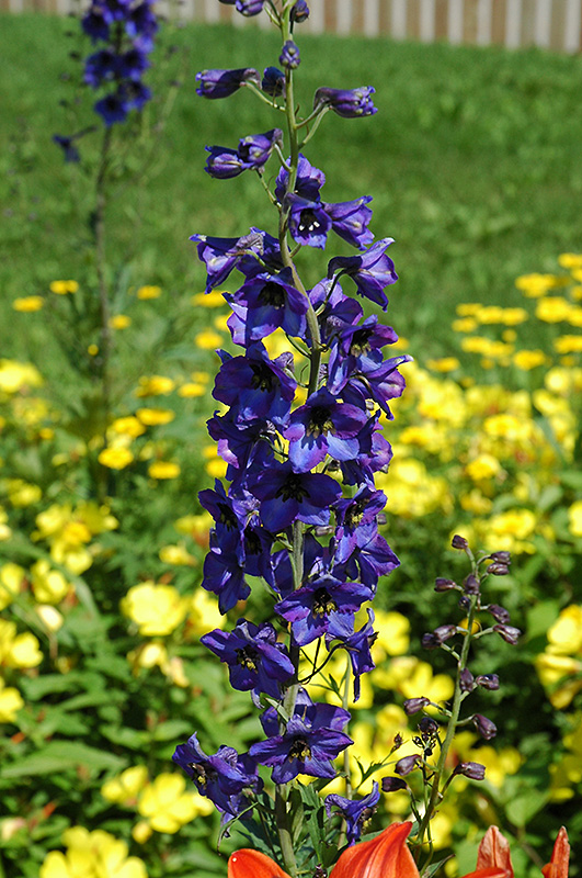 Black Knight Delphinium for Sale | Royal Blue | Wasco