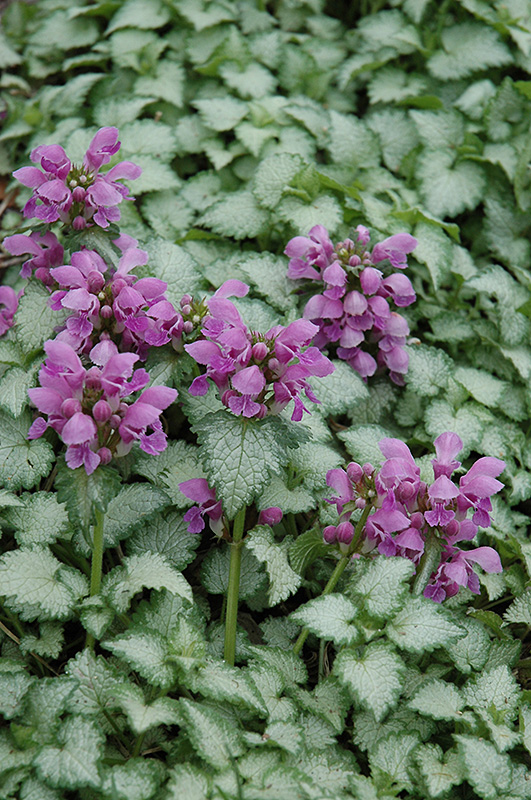 Orchid Frost Lamium for Sale | Shade Groundcover | Wasco