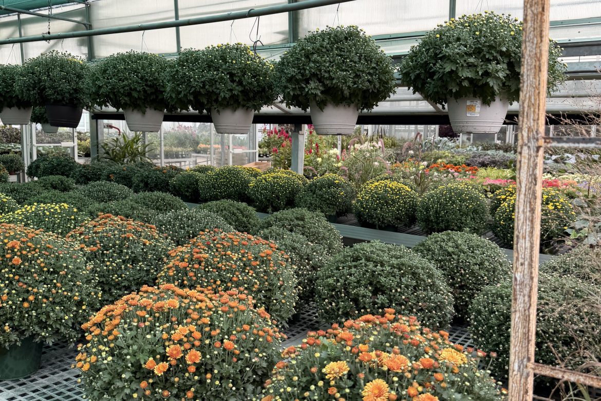 Fall garden mums in bud on the bench at Wasco Nursery