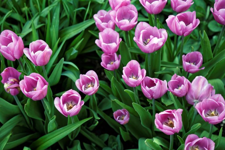 Bed of pink and purple Triumph tulips in full bloom in spring
