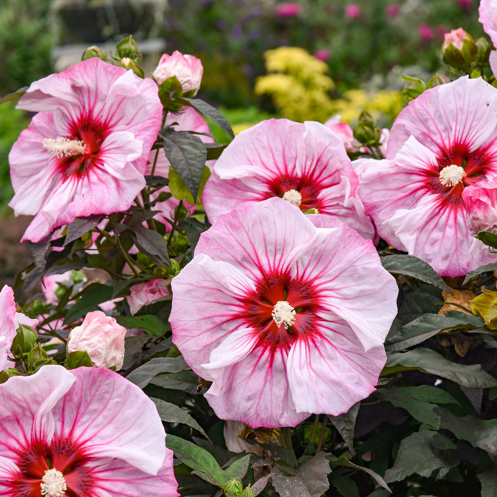 Cherry Choco Latte Hibiscus | 4 ft Dark-Leaf Perennial